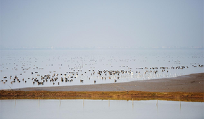 Chenhu Lake Wetland in Caidian District, Wuhan Ready for International Wetlands Conference_fororder_rBABCWLozk2AZHAiAAAAAAAAAAA292.700x467