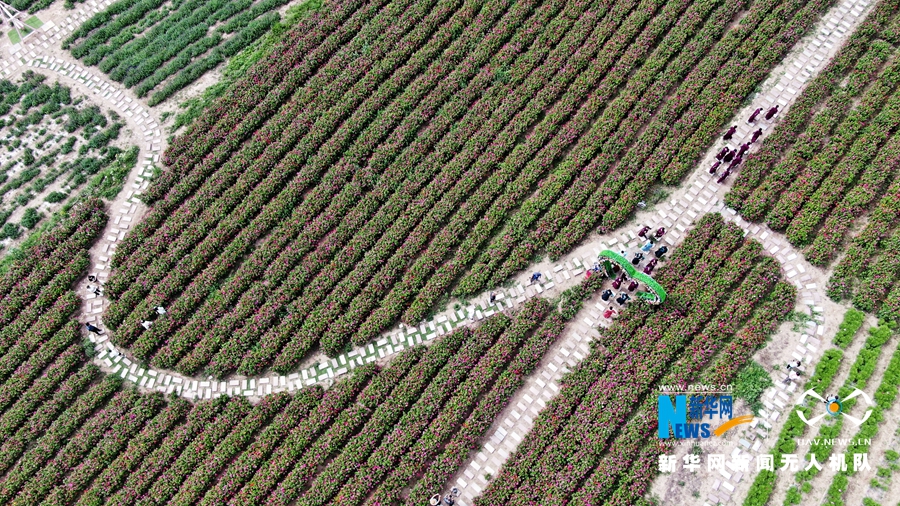 【“飞阅”中国】甘肃宕昌：花卉经济助农增收_fororder_2.JPG