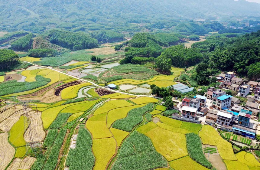 广西：早稻飘香 “丰”景如画