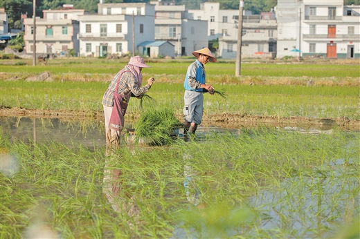 广西天等县：都康富硒米 田野播新秧