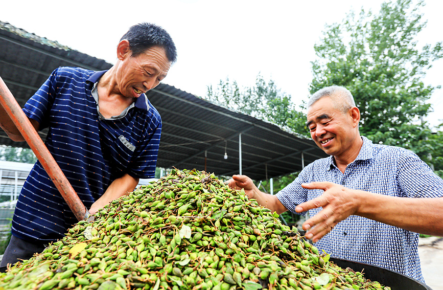 三门峡卢氏县：翘香富农