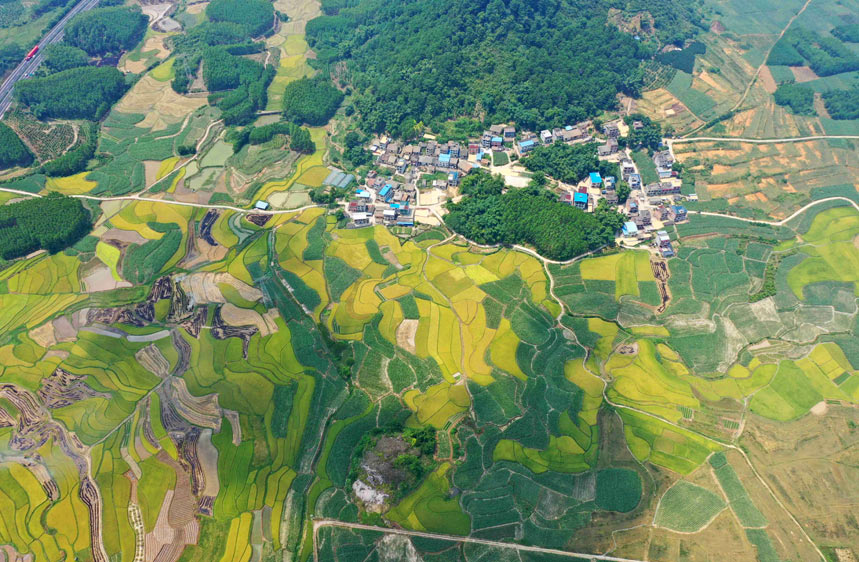 广西：早稻飘香 “丰”景如画