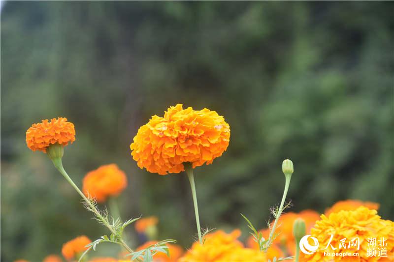 组图：生态“望城坡” 繁花迎客来