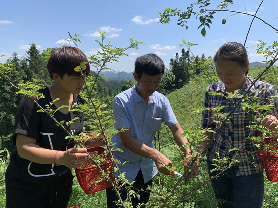 （供稿）贵州麻江：党建引领奏响富民“椒”响曲_fororder_高枧村党支部党员示范带头向村民推广花椒管护及种植技术.JPG