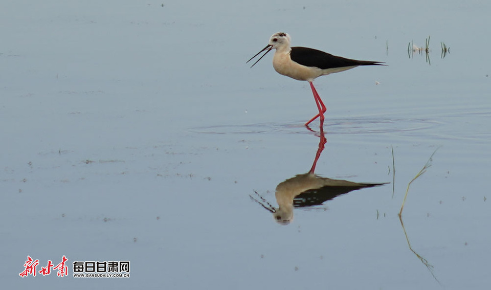 【生态】张掖肃南明花乡海子湖成长腿鹬栖息地_fororder_3