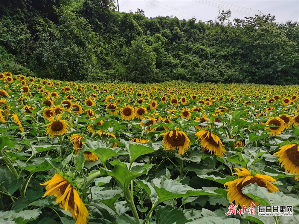 【陇南】“花田”喜事多 陇南两当油葵迎丰收_fororder_1