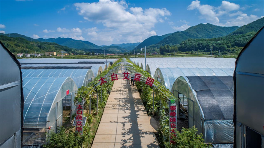 宝鸡市太白县：特色高山蔬菜走出大山 兴县又富民_fororder_微信图片_20220808005817