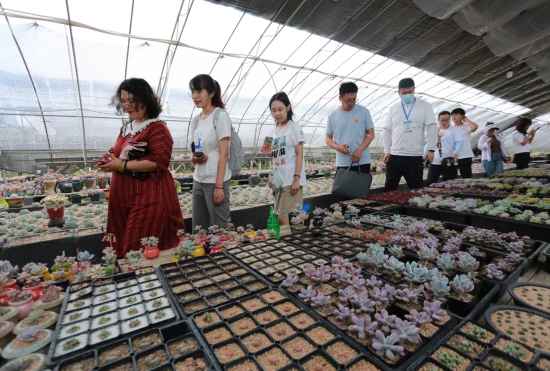 延吉：淡淡花香惹人醉 生态采摘意更浓