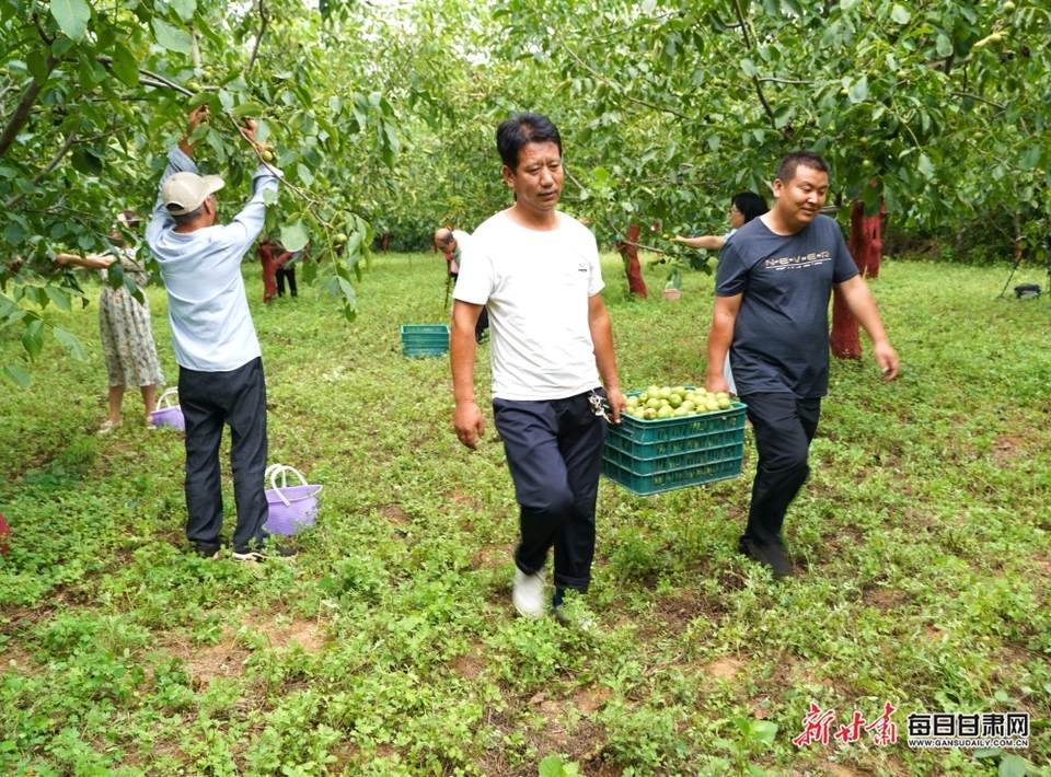 【陇南】陇南成县：百年核桃树开枝散叶结出“幸福果”_fororder_2