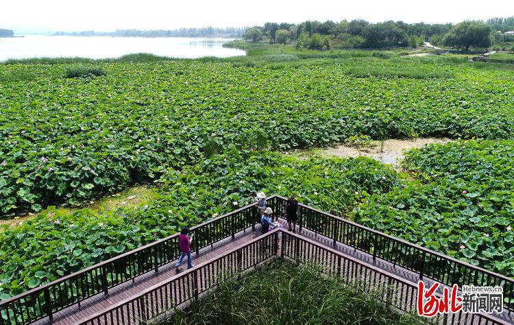 河北怀来：湿地避暑游逐渐升温