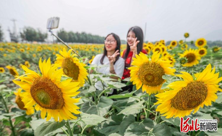 河北遵化：向日葵盛放，随手一拍就是风景