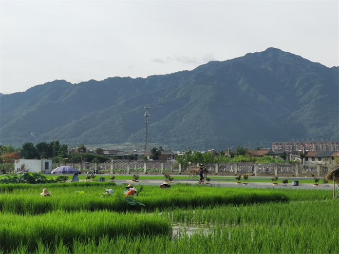 西安高新区东大街道北大村：美丽乡村画卷正舒展_fororder_图片5