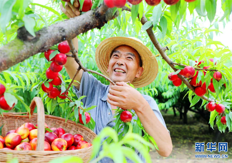 南阳内乡：“两花三桃”打通富民新路径