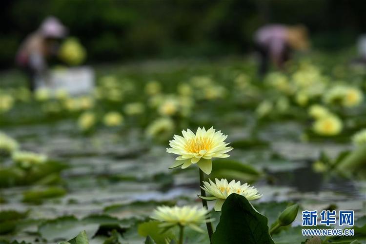 广西柳州：九品香水莲花采摘忙