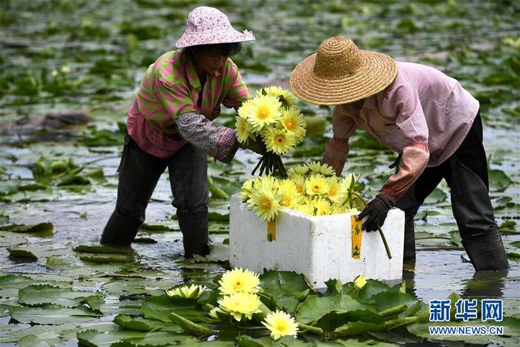 广西柳州：九品香水莲花采摘忙