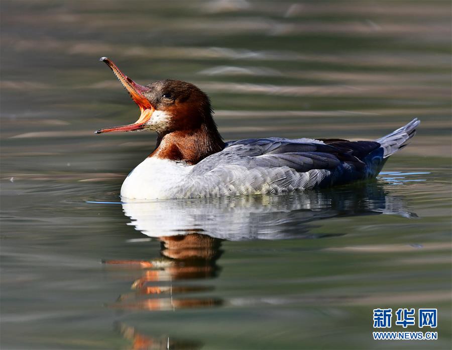 江西婺源：星江河上鸭嬉戏