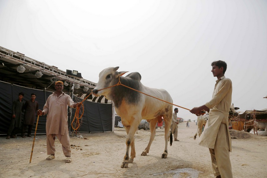 Asia Album: Pakistan's Eid al-Adha Festival Celebrations on the Way_fororder_4