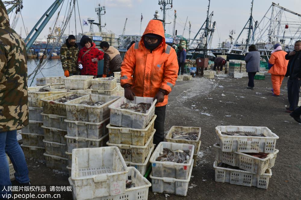 山东荣成：渔民海里“捞年货”