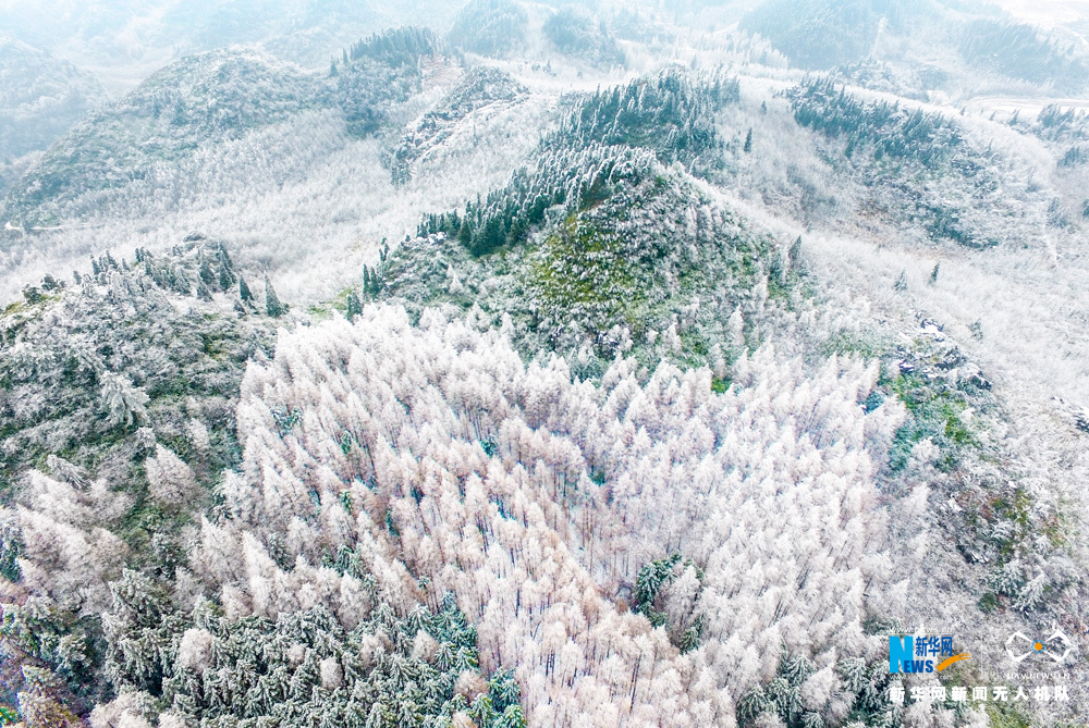 【渝情渝景】琼花尽落山王坪 人间无处不飞花