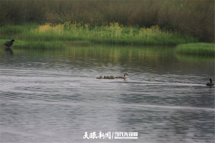 毕节草海：生态环境好 处处闻啼鸟