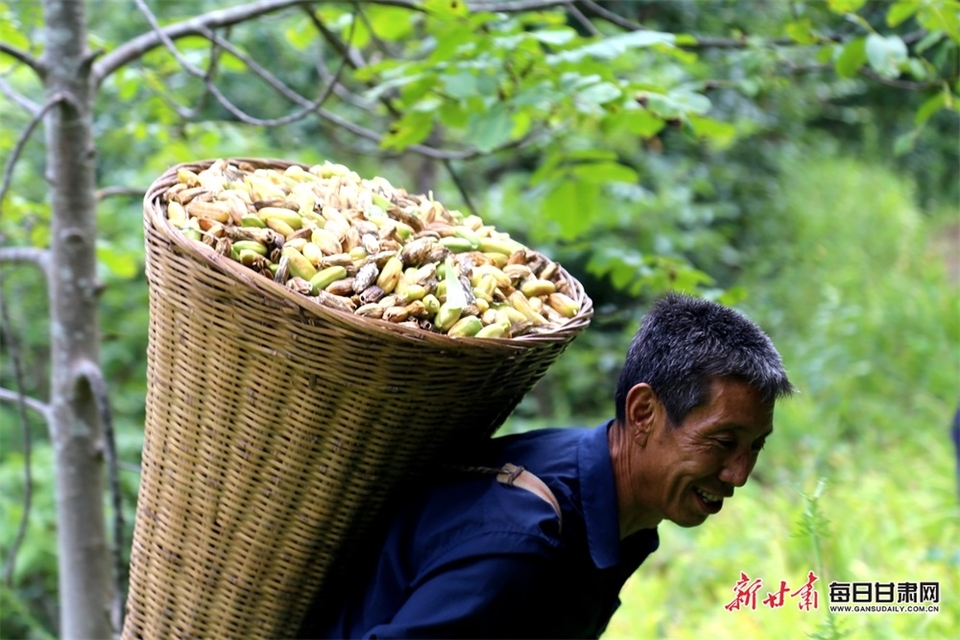 【陇南】陇南徽县虞关乡：马兰花开分外艳 村民乐享花经济_fororder_5