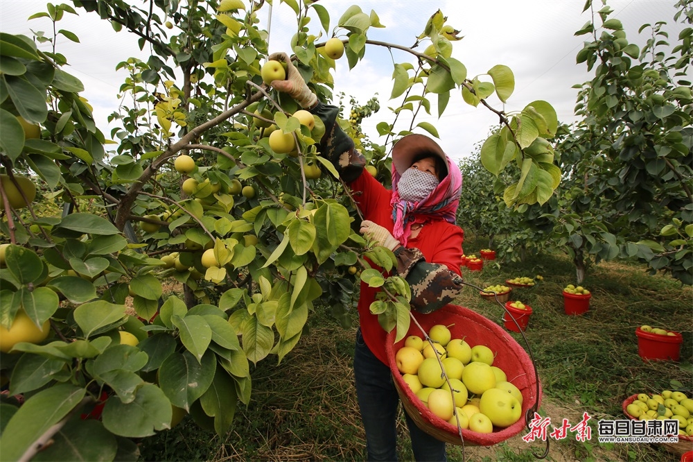 【嘉峪关】嘉峪关文殊镇：戈壁梨园劲吹“富民风”_fororder_2