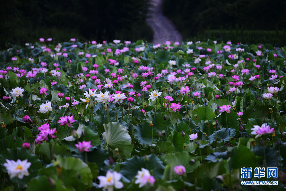 湖北咸丰：曲江荷韵绽芬芳