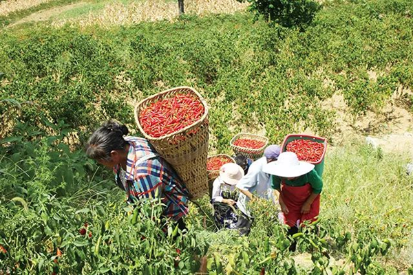 Chongqing Pengshui: Miao People's Township Busy with Autumn Harvest_fororder_图片5