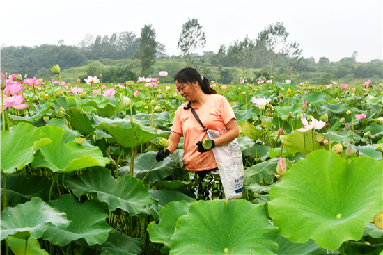 信阳平桥：小小莲子成村民致富“金豆子”_fororder_图片7