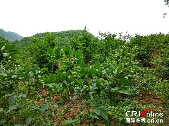 【已过审】【焦点图】清山种油茶 生态产业富乡村