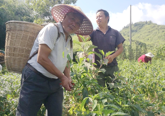 贵州碧江六龙山乡：党委政府护航 高山冷凉蔬菜喜获丰收_fororder_3