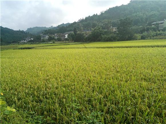 【区县联动】【大足】大足划定粮食生产“两区” 提升粮食综合生产力【区县联动 列表】大足划定粮食生产“两区”地块