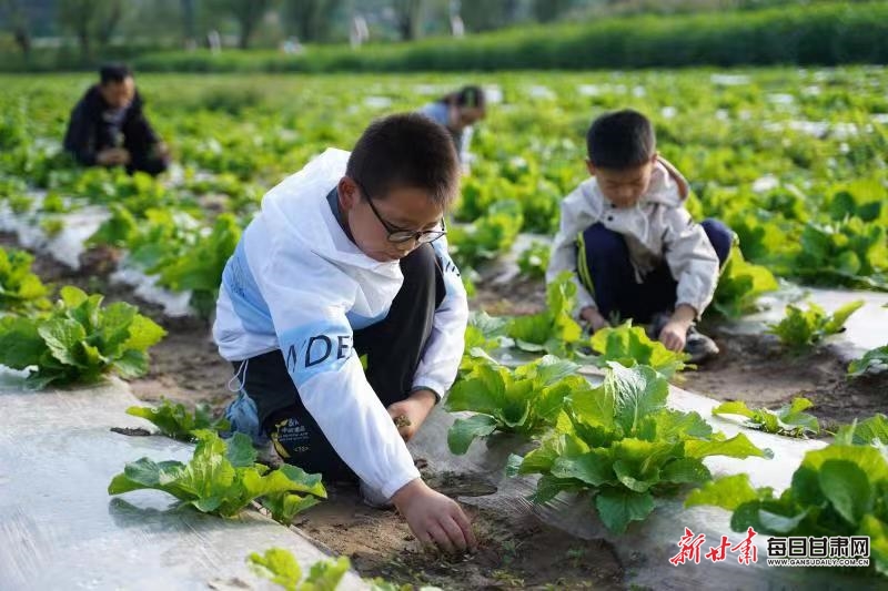 【平凉】劳动实践开启平凉崇信中小学“开学第一课”_fororder_1