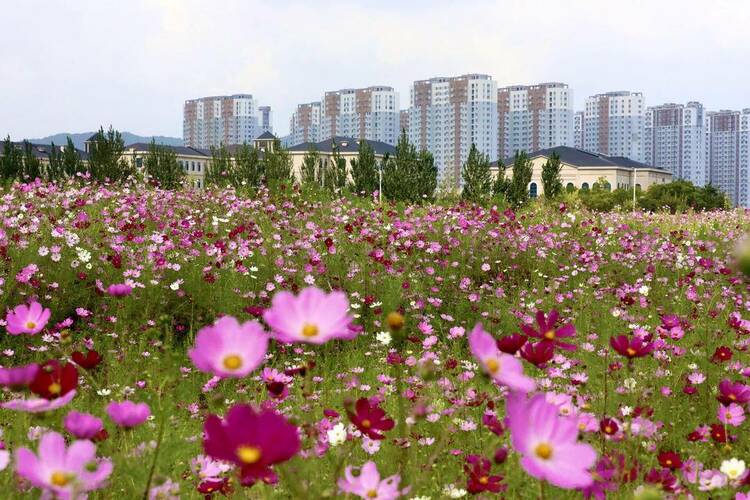 鞍山：格桑花海醉游人