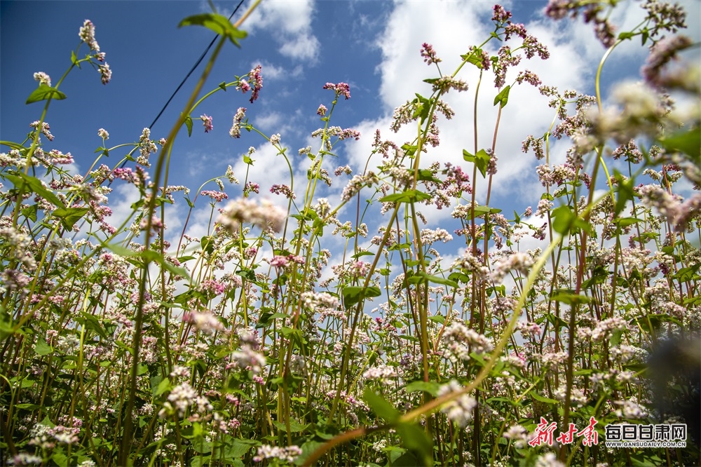 【庆阳】庆阳：荞麦花“开”出环县丰收景_fororder_2