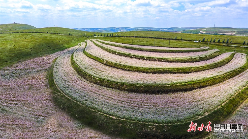 【庆阳】庆阳：荞麦花“开”出环县丰收景_fororder_1