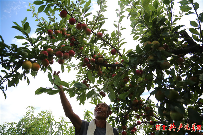 河北迁安：水果获丰收 果农笑开颜