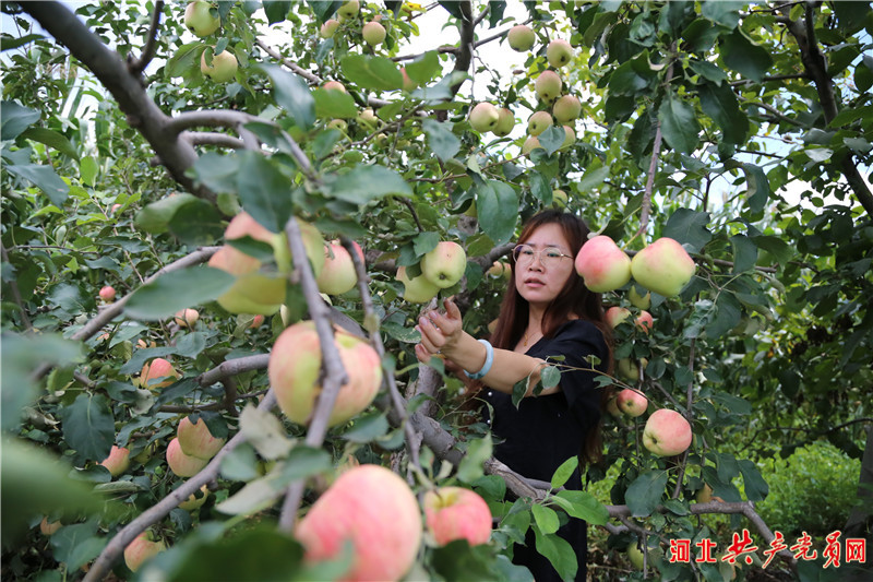 河北迁安：水果获丰收 果农笑开颜