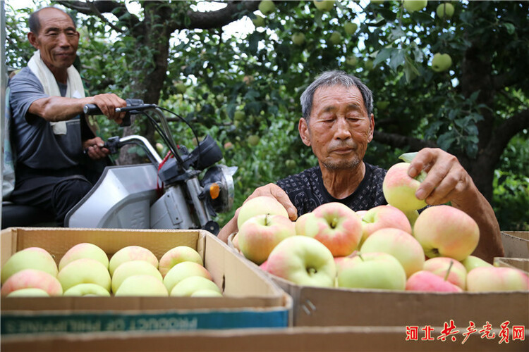 河北迁安：水果获丰收 果农笑开颜