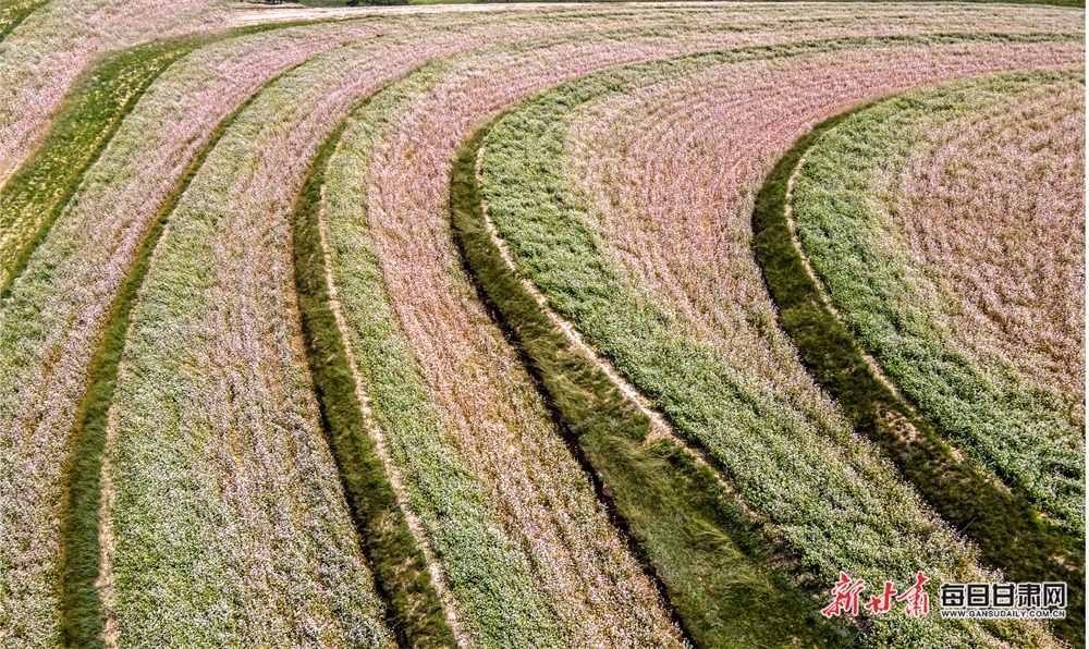 【庆阳】庆阳：荞麦花“开”出环县丰收景_fororder_4