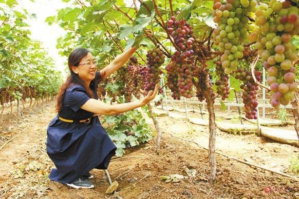 【河南在线】河南泌阳：扶贫葡萄甜人心