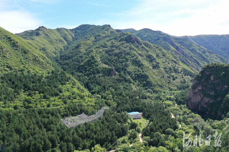 河北：保护褐马鸡