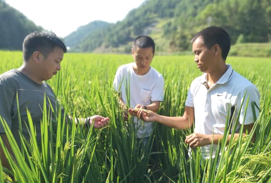 贵州碧江和平乡：动用一切力量抗旱保生产促增收_fororder_2