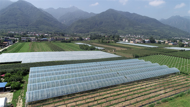 西安市鄠邑区：避雨棚为“户县葡萄”撑起防护伞_fororder_微信图片_20220824113330