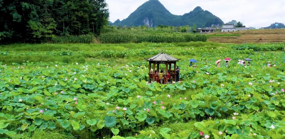 广西南丹：荷花盛开绘美景 竞相绽放扮靓乡间道路_fororder_图片12