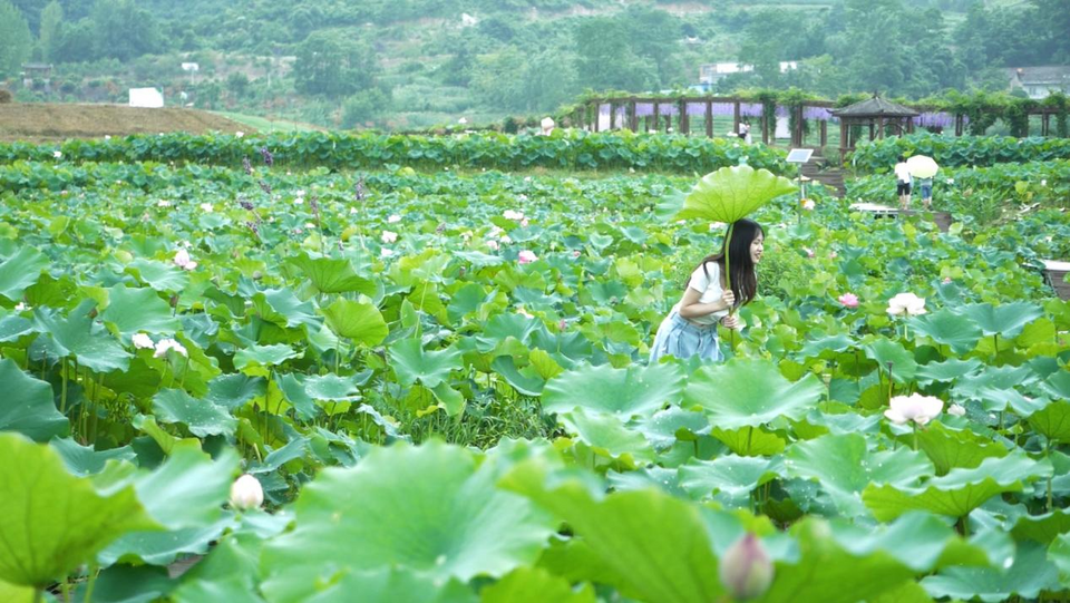 广西南丹：荷花盛开绘美景 竞相绽放扮靓乡间道路_fororder_图片11