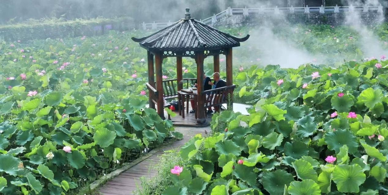 广西南丹：荷花盛开绘美景 竞相绽放扮靓乡间道路_fororder_图片15