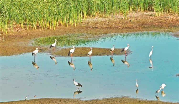 东方白鹳现身安邦河湿地