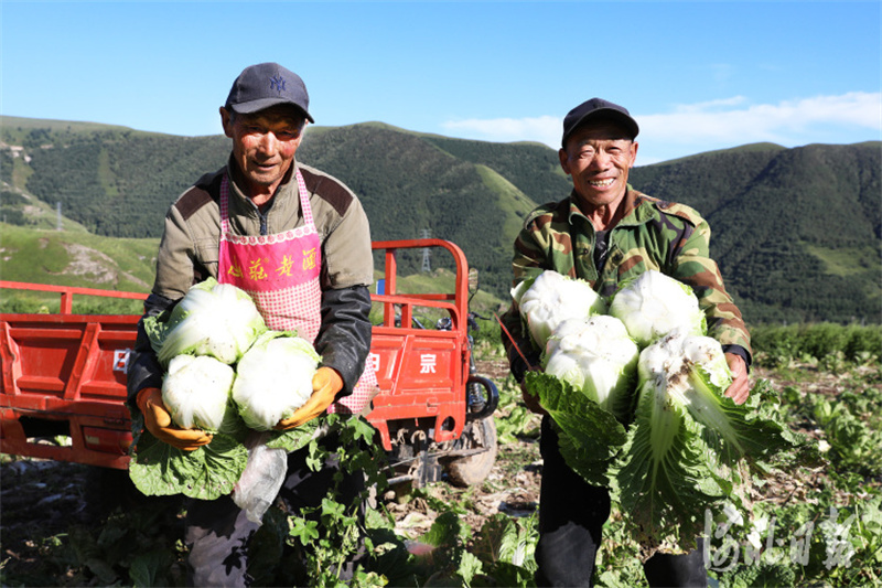 河北蔚县：高山雨露旱地大白菜丰收