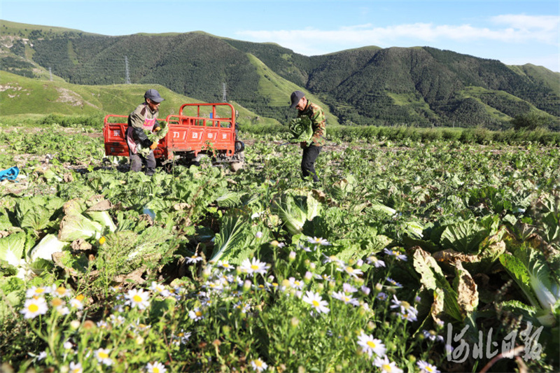 河北蔚县：高山雨露旱地大白菜丰收